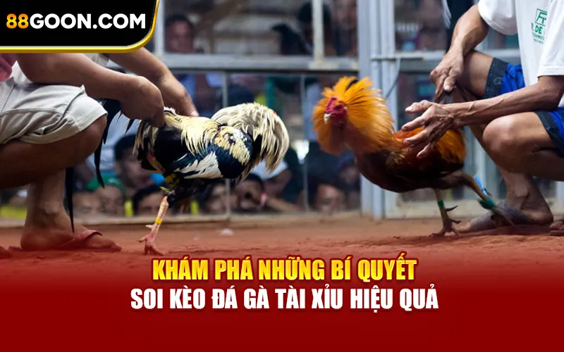 Khám phá những bí quyết soi kèo đá gà tài xỉu hiệu quả